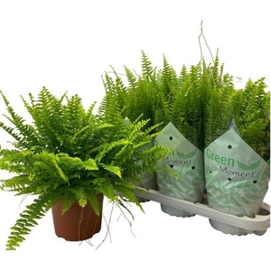 Nephrolepis ex.  green Moment 17Ø 45cm