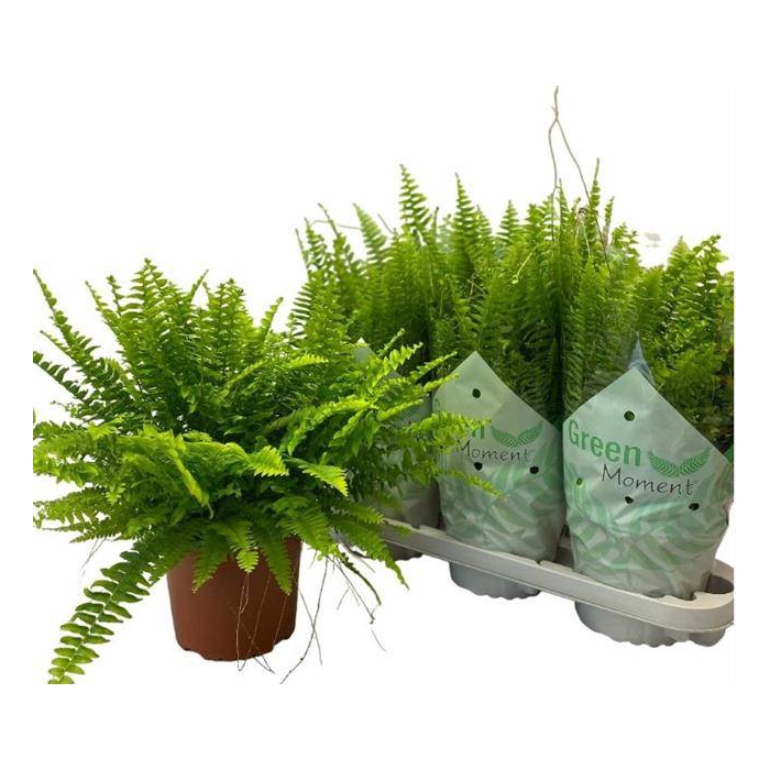 <h4>Nephrolepis ex.  green Moment 17Ø 45cm</h4>