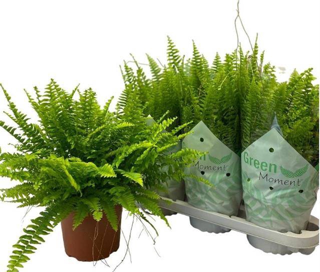 Nephrolepis ex.  green Moment 17Ø 45cm