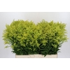 Solidago Tara Gold