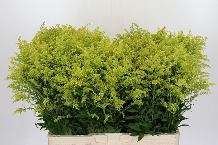 <h4>Solidago Tara Gold</h4>