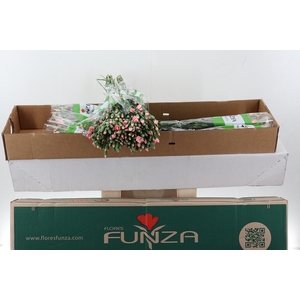Di Solomio Cas x20 Box
