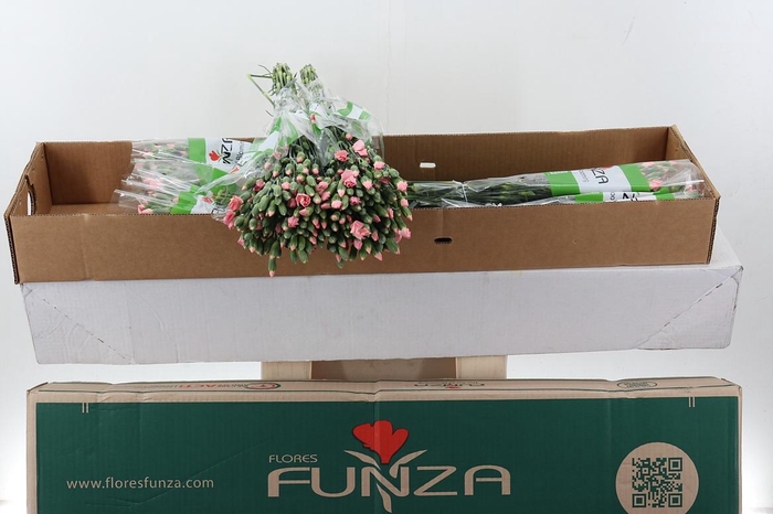 <h4>Di Solomio Cas x20  Box</h4>