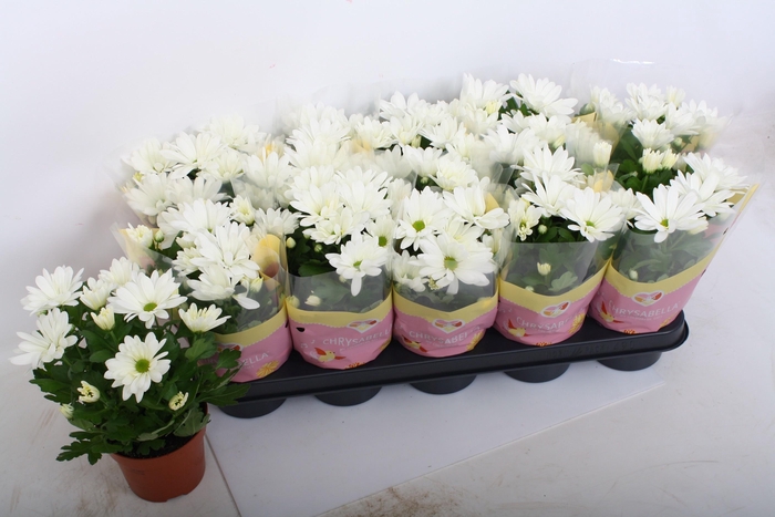 <h4>CHRYS BERLISE</h4>