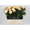Paeonia Ann Cousins