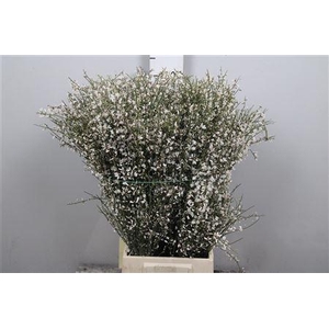 Genista White (400gr)