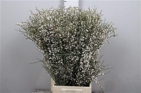 <h4>Genista White (400gr)</h4>