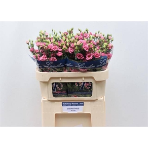 EUS G DOUBLINI ROSE