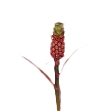 ANANAS MINI