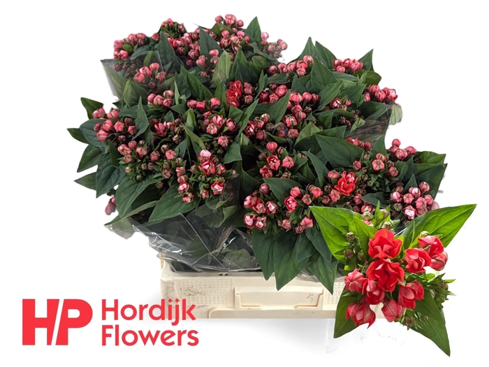 <h4>BOU DU CORAL</h4>