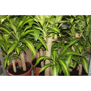 DRACENA MASSANGEANA P40