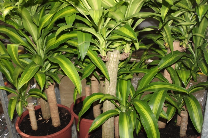 DRACENA MASSANGEANA P40