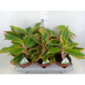 Aglaonema   ...