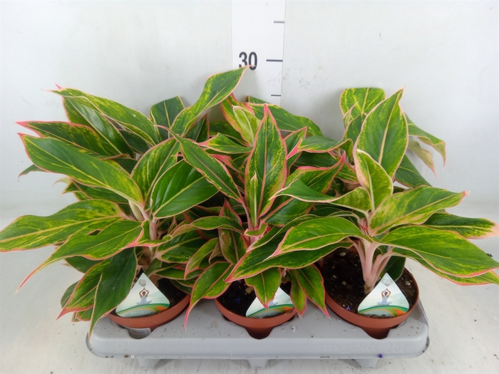 <h4>Aglaonema   ...</h4>