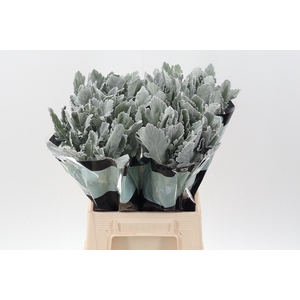 Senecio Silver Lagoon 50cm