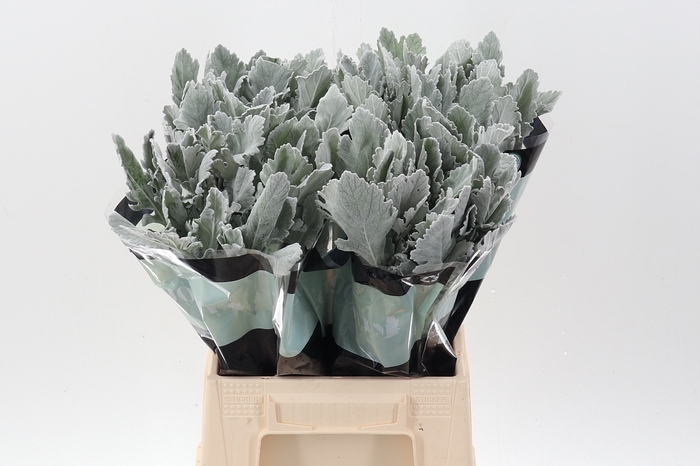 <h4>Senecio Silver Lagoon 50cm</h4>