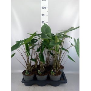 Alocasia zebrina