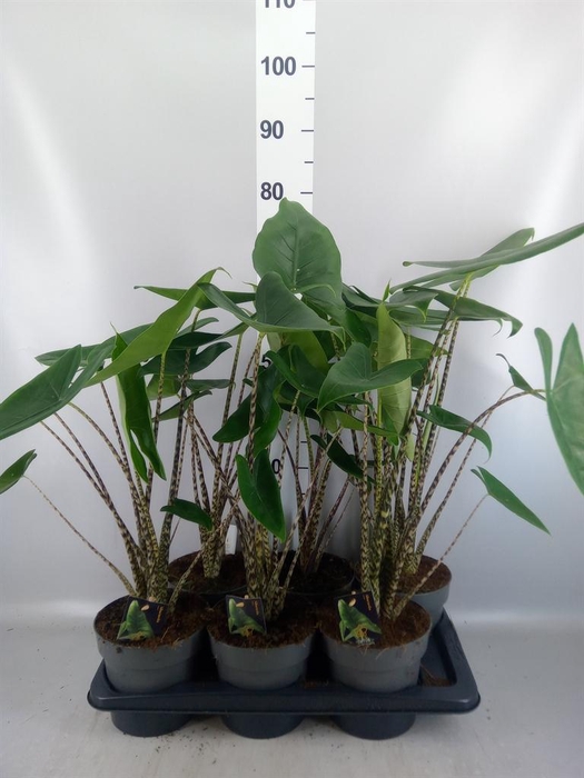 <h4>Alocasia zebrina</h4>
