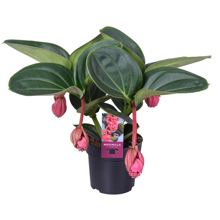 <h4>Medinilla magnifica Lambada</h4>