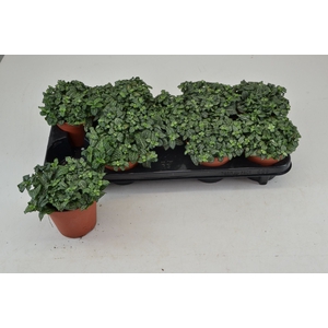 Fittonia