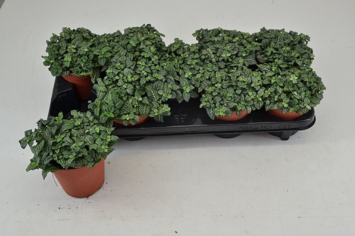 <h4>Fittonia</h4>