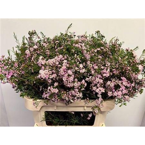 Chame Un Danc Queen 80cm