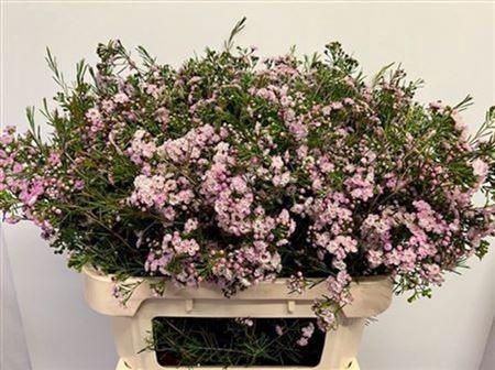 <h4>Chame Un Danc Queen 80cm</h4>