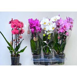 Phalaenopsis Elegant Cascade