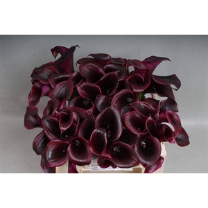 Calla Cantor Kallaland