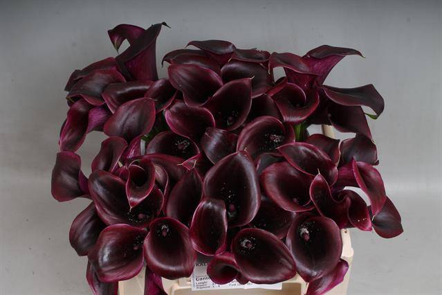 <h4>Calla Cantor Kallaland</h4>