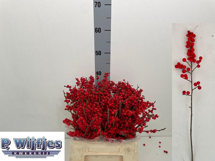 <h4>ILEX VE RODE BES</h4>