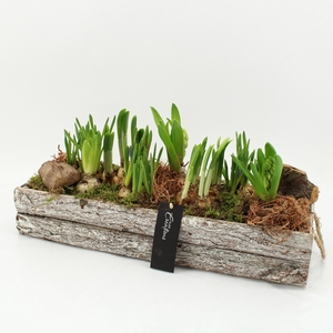 ARR BOL KNOLGEWAS H%