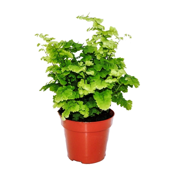 <h4>Adiantum Monocolor (Pacific Maidenhair)</h4>