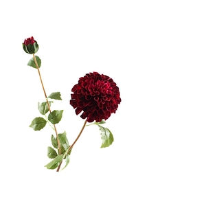 Dahlia Spray Burgundy