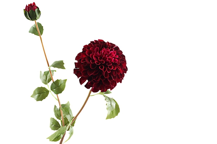 Dahlia Spray Burgundy FL440168BUR