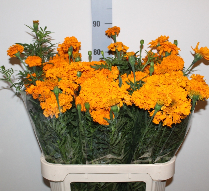 <h4>TAG E PROMISE ORANGE</h4>