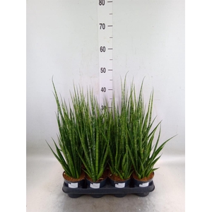 Sansevieria cyl.  ...