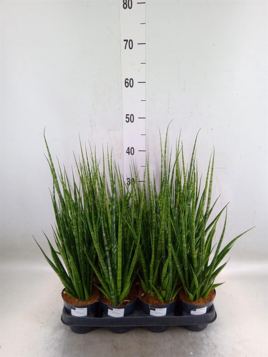 <h4>Sansevieria cyl.  ...</h4>