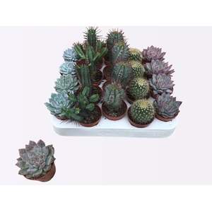 CACTUS + SUCCU GEM