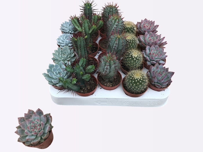 <h4>CACTUS + SUCCU GEM</h4>