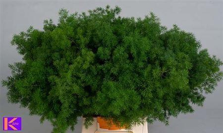 <h4>Asp Umbellatus</h4>