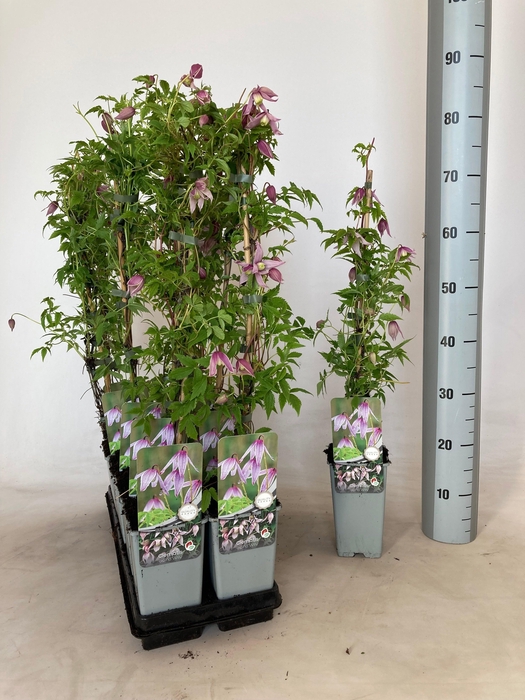 <h4>CLEM AT WILLY</h4>