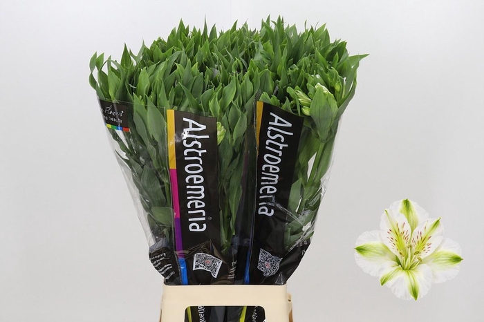 <h4>Alstroemeria Florinca Charmelia White</h4>