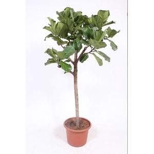 Ficus Lyrata Stam