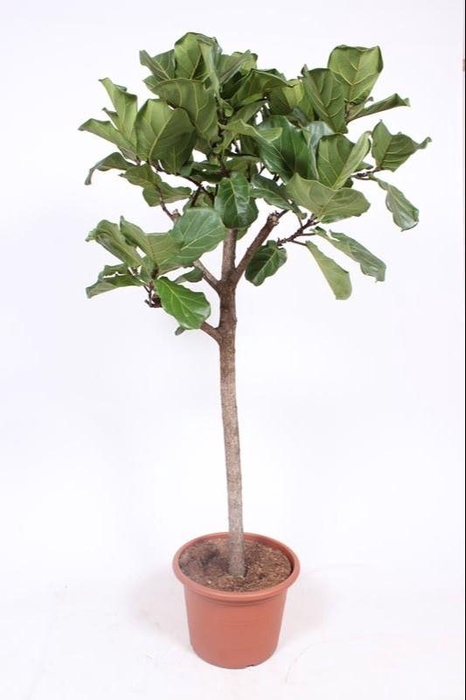 <h4>Ficus Lyrata Stam</h4>