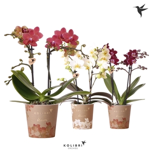 Kolibri Orchids Phalaenopsis Blossom Mix 2 spike