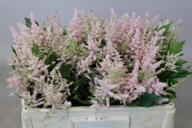 <h4>Astilbe Europa Rutgrink</h4>