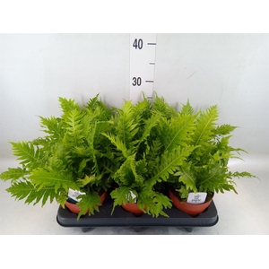 Blechnum gibbum 'Silver Lady'