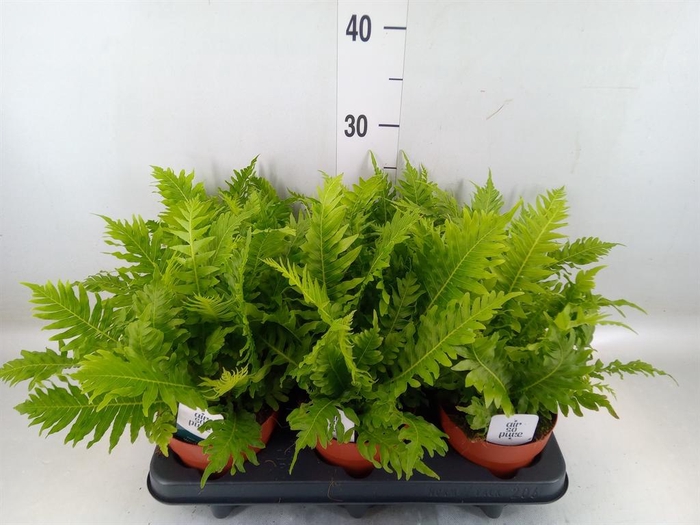 <h4>Blechnum gibbum 'Silver Lady'</h4>