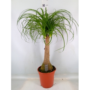 Beaucarnea recurvata